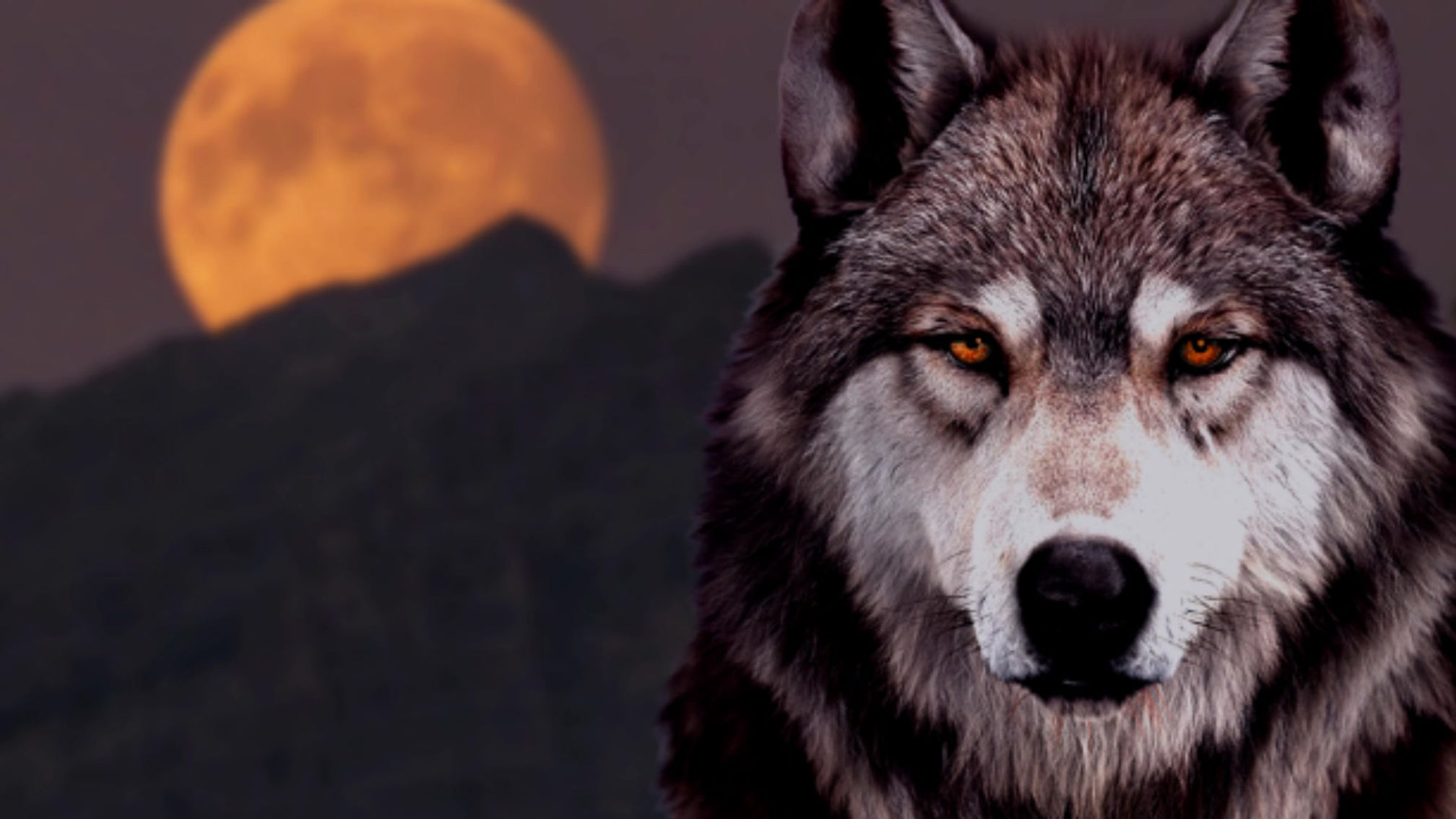 WOLF